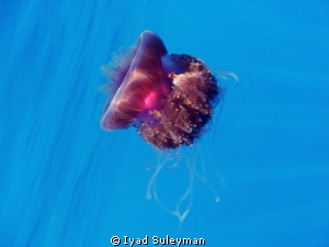 "Hot  heart" :-)
Jellyfish by Iyad Suleyman 